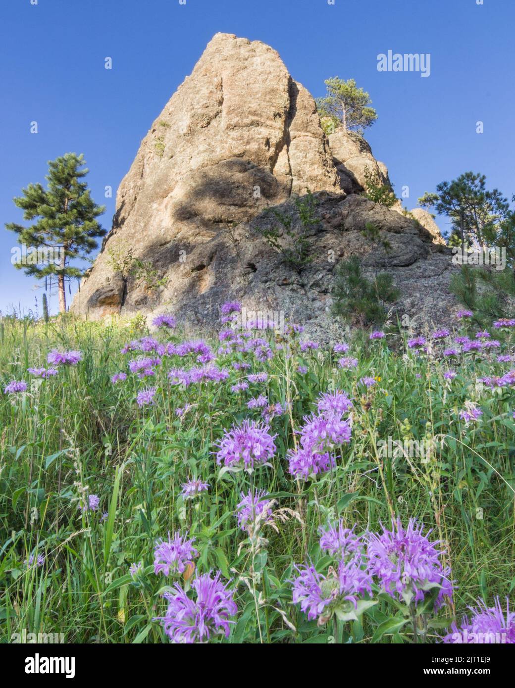 I fiori viola si trovano davanti a una gigantesca guglia di granito nel Custer state Park, South Dakota Foto Stock