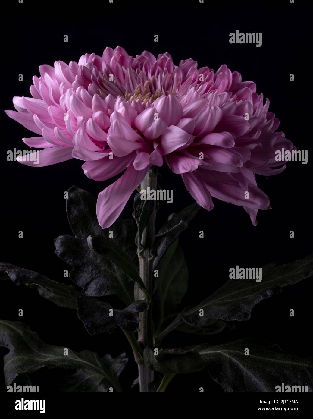 Ritratto di Fiore del Crisantemo Rosa - parte 1, Fiore in piena fioritura Foto Stock