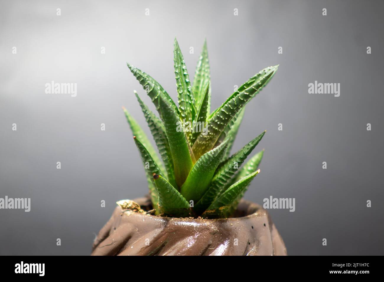 Il succulento cactus in pietra, pentola marrone isolato sfondo grigio Foto Stock