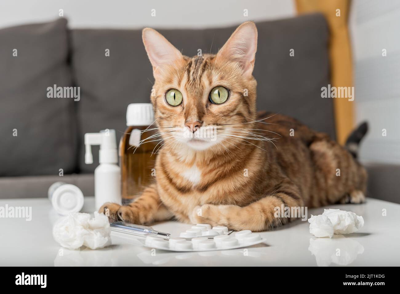Gatto domestico sul tavolo con farmaci per raffreddori. Virus. Medicinali per il trattamento domiciliare. Foto Stock