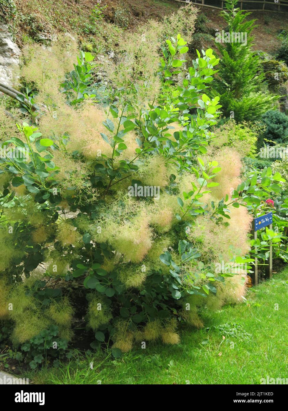 Con la sua caratteristica torbida foschia di panicole fiorite, la pianta di cotino è comunemente conosciuta come cespuglio di fumo o smoketree che fanno un arbusto attraente. Foto Stock