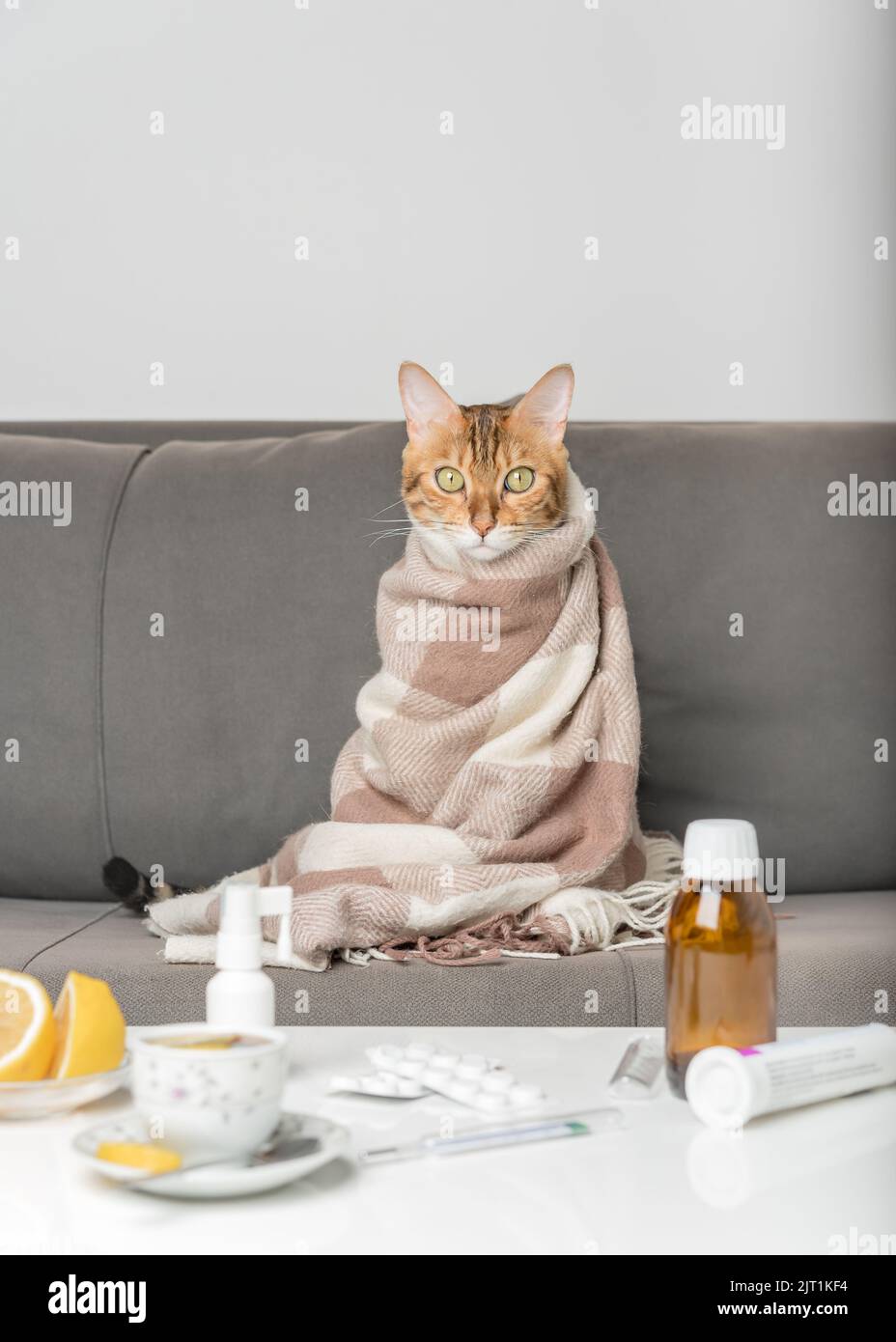 Gatto malato sul divano, avvolto in una coperta. Un gatto giovane con sintomi influenzali o coronovirus in trattamento a casa. Concetto di raffreddore e influenza invernale. Foto Stock