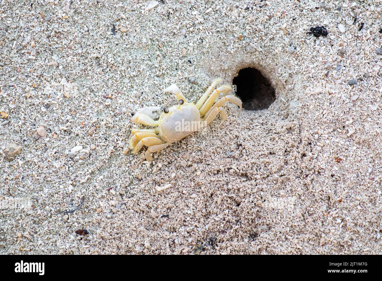 Granchio bianco sulla spiaggia Mexico Yucatan Foto Stock