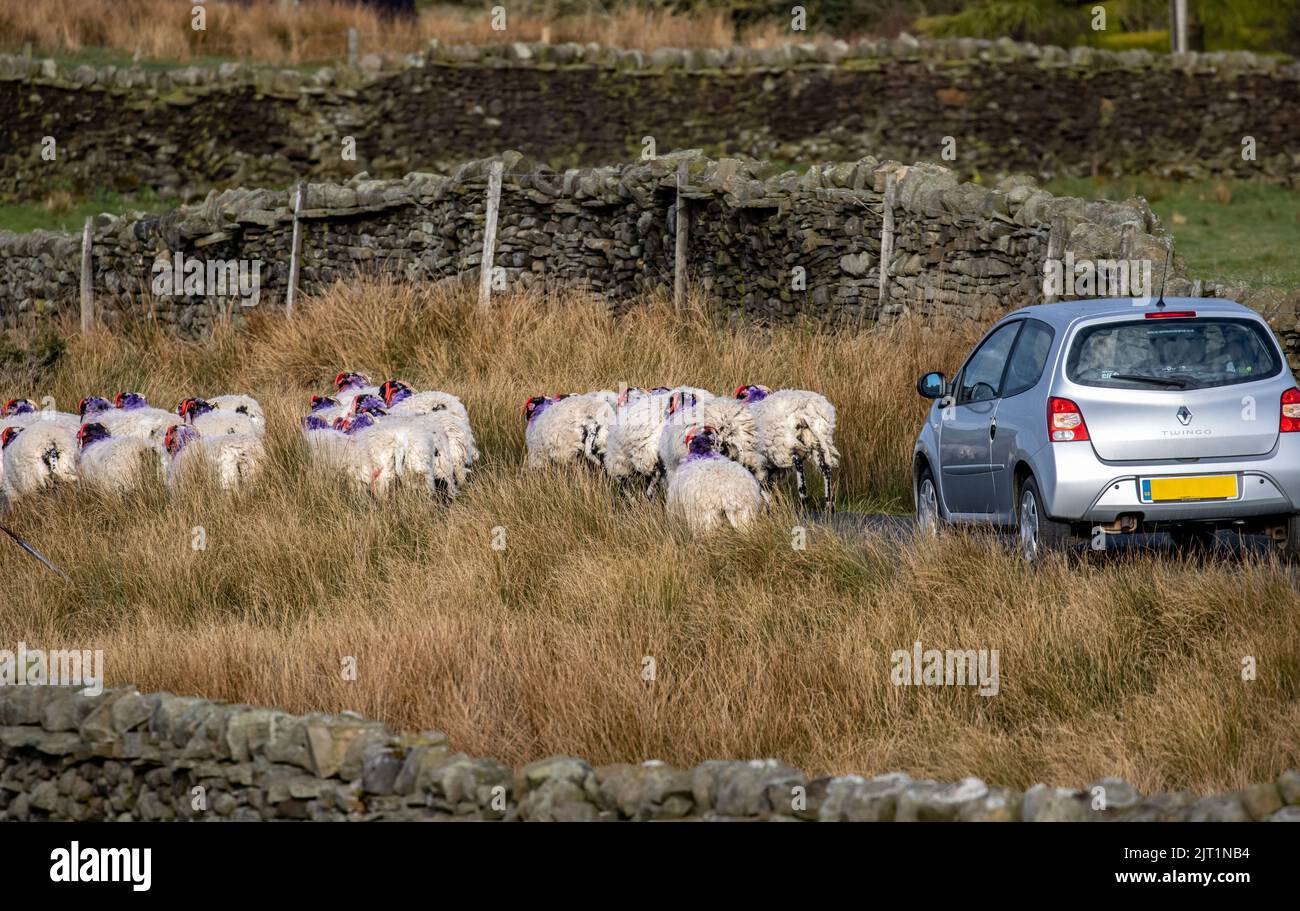 Gregge di pecore paledali che causano un blocco stradale su una corsia di campagna nel North Yorkshire, Inghilterra, Regno Unito Foto Stock