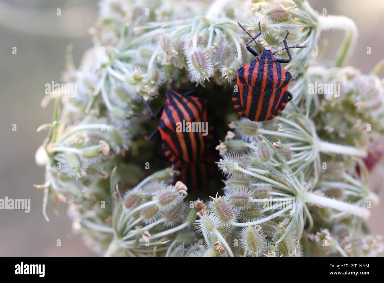 insetti striati seduti in un fiore che si nutrono dei semi Foto Stock