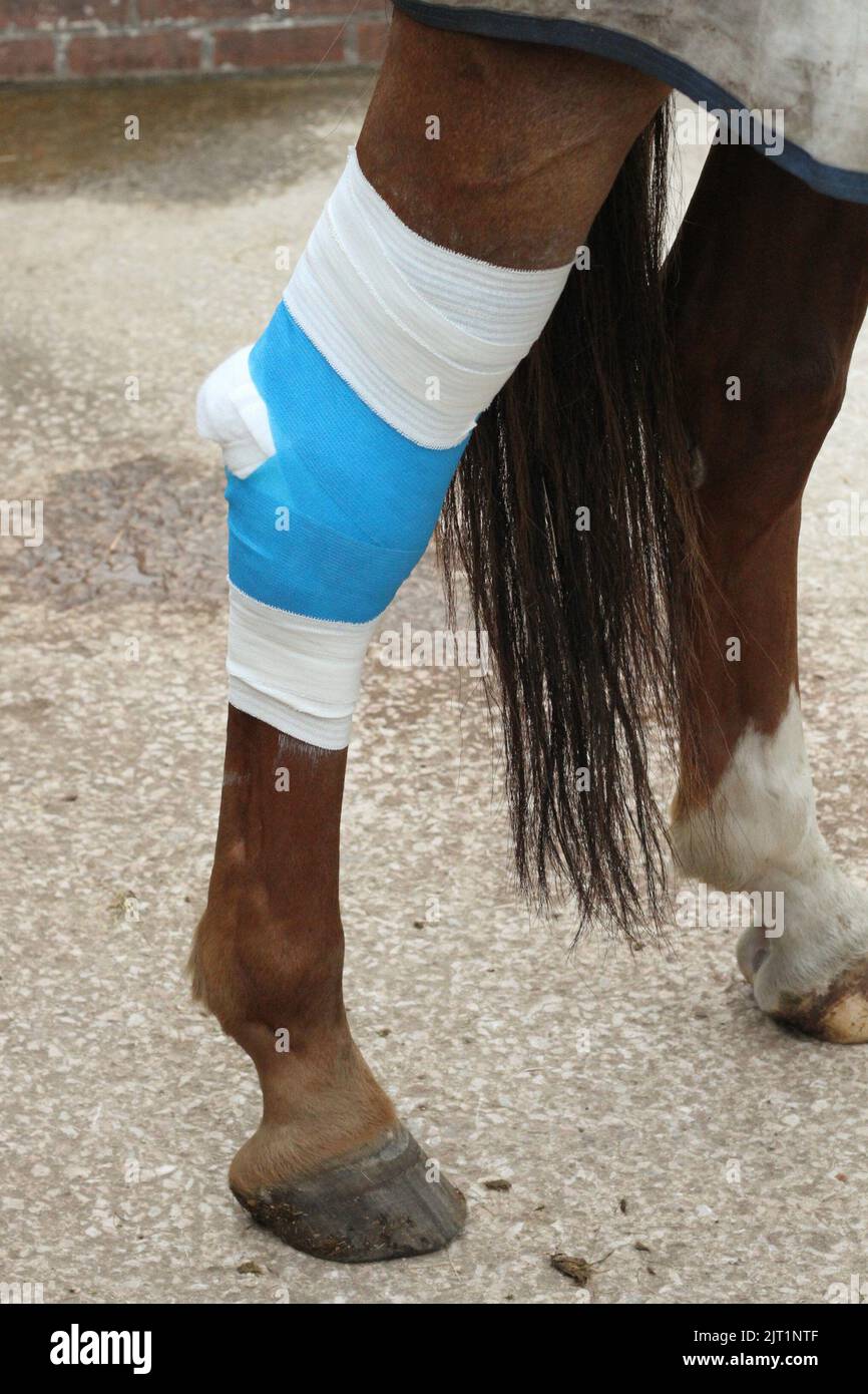 Cavalli hock banditi a causa di lesioni. Foto Stock