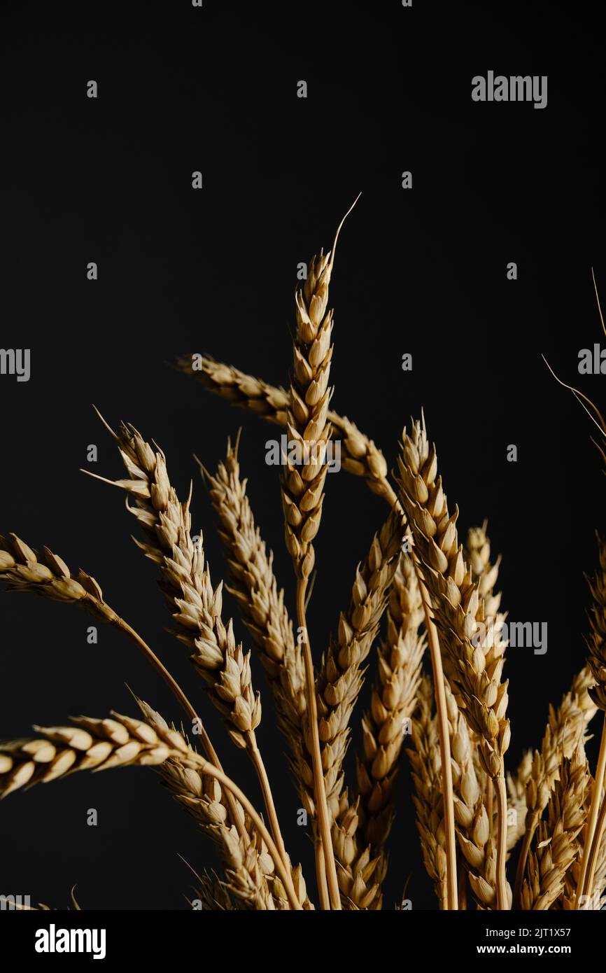 Spighe grano maturo fondo nero Foto Stock