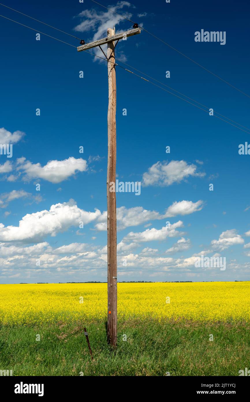 Un palo telefonico in legno alto sulle praterie canadesi con un campo di canola giallo fiorente sullo sfondo nella contea di Kneehill Alberta Canada. Foto Stock