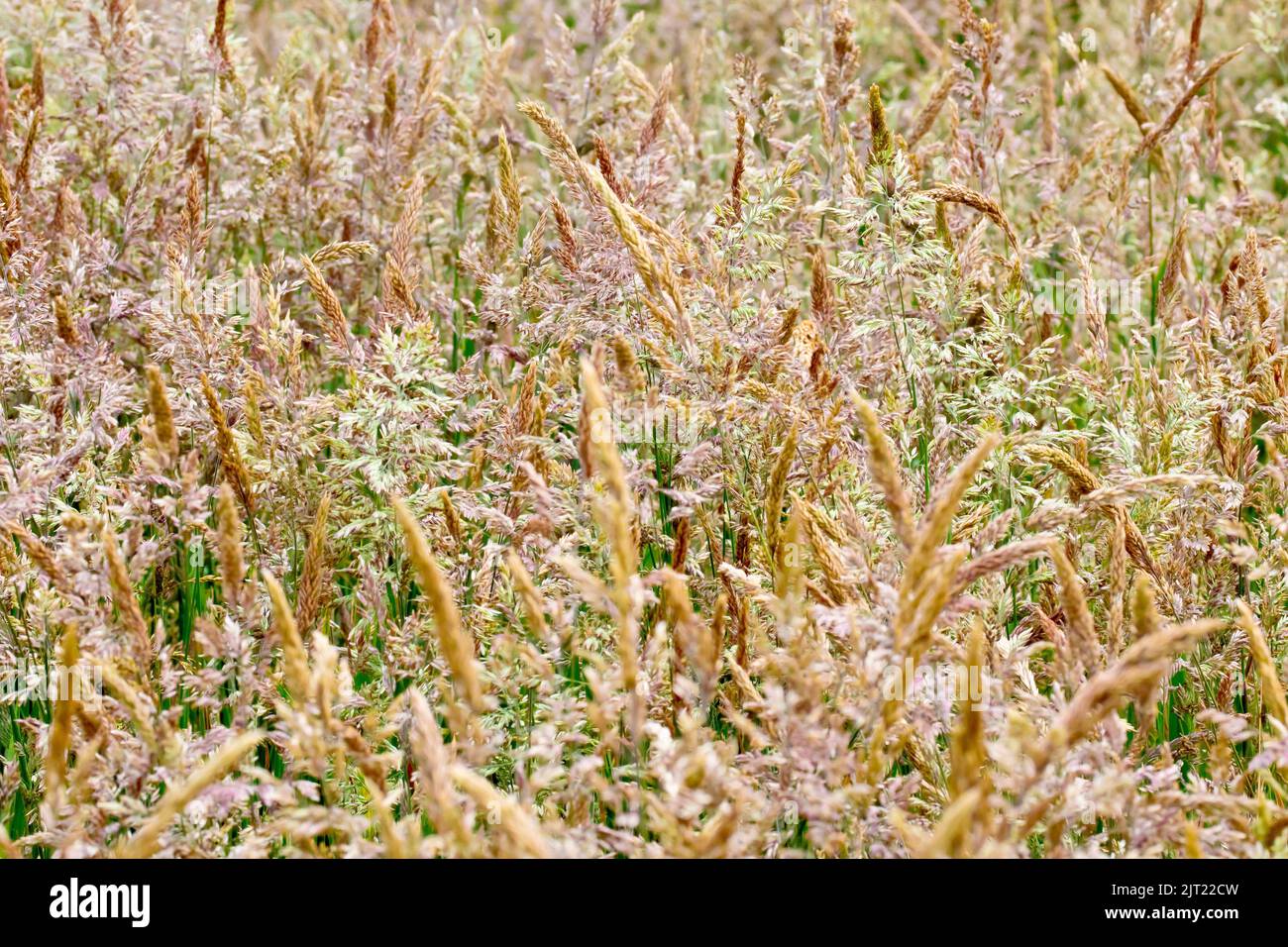 Una massa di erbe fiorite, principalmente Yorkshire Fog (hollus lanatus), lasciato a crescere incustodito nell'angolo di un parco. Foto Stock