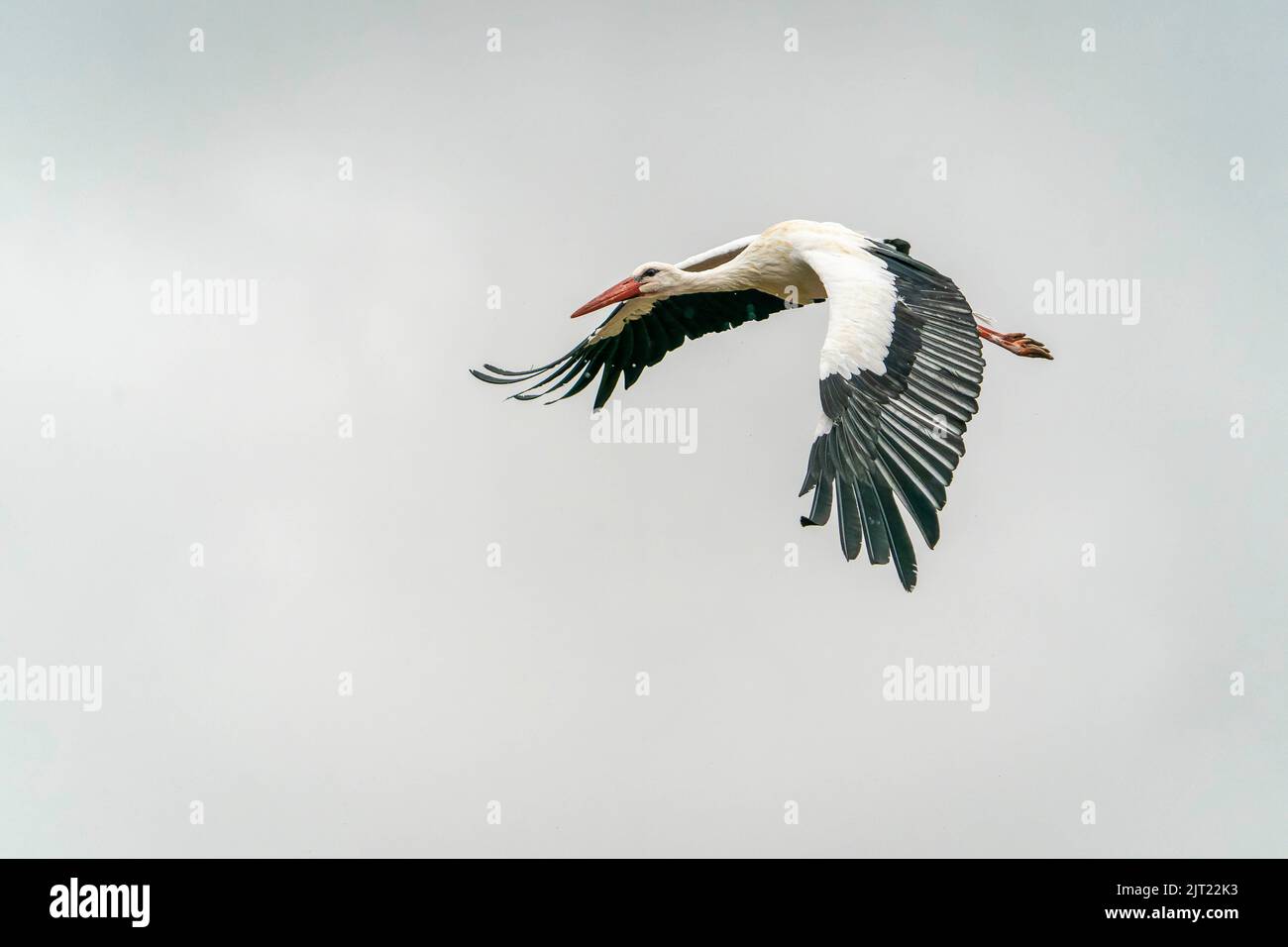 European White Stork in volo Foto Stock