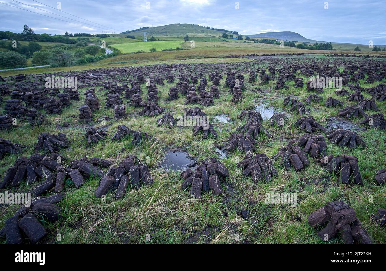 Essiccazione di combustibile fossile in erba sintetica in una torbiera irlandese. Foto Stock