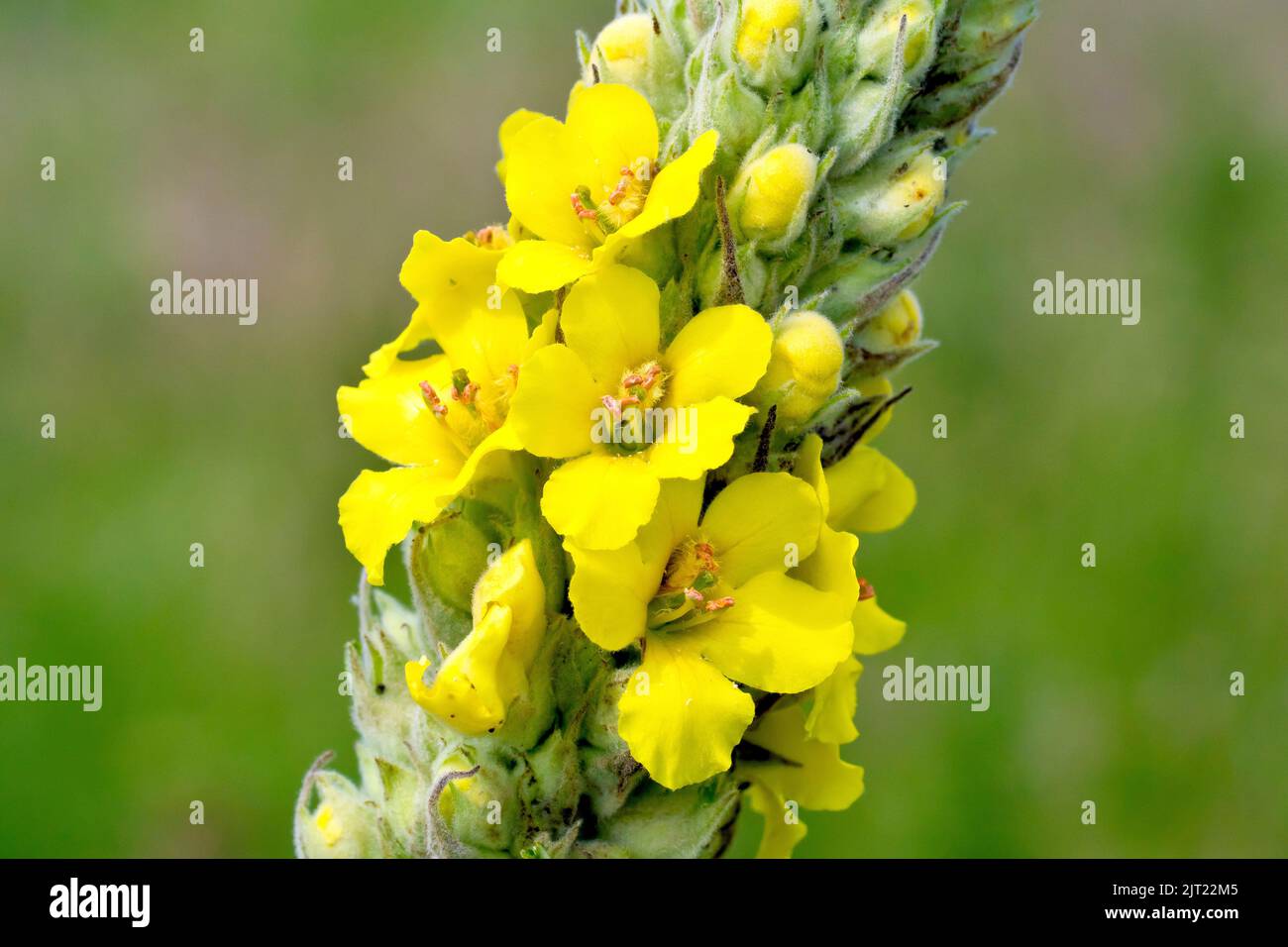 Grande Mullein o canna di Aaron (verbascum thapsus), primo piano dei grandi fiori gialli prodotti sull'alto picco fiorito della pianta. Foto Stock