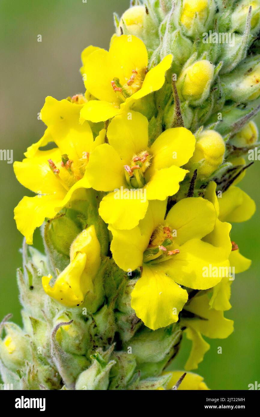 Grande Mullein o canna di Aaron (verbascum thapsus), primo piano dei grandi fiori gialli prodotti sull'alto picco fiorito della pianta. Foto Stock