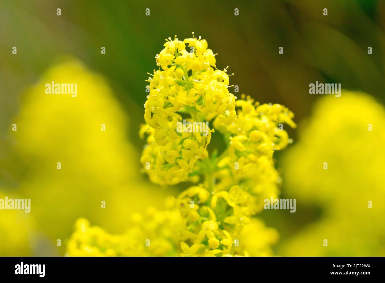 Bedpaglierino (galium verum), primo piano che mostra i piccoli fiori gialli della pianta, isolato dallo sfondo da una bassa profondità di campo. Foto Stock