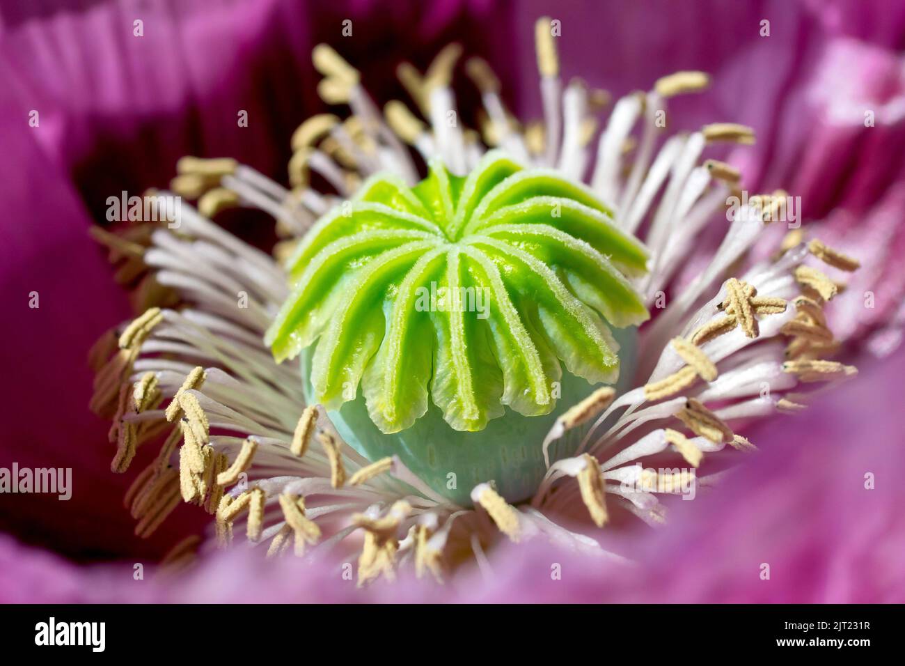 Oppio Poppy (papaver somniferum), primo piano che mostra il dettaglio degli stami maschili e delle stimmi femminili al centro di un fiore. Foto Stock