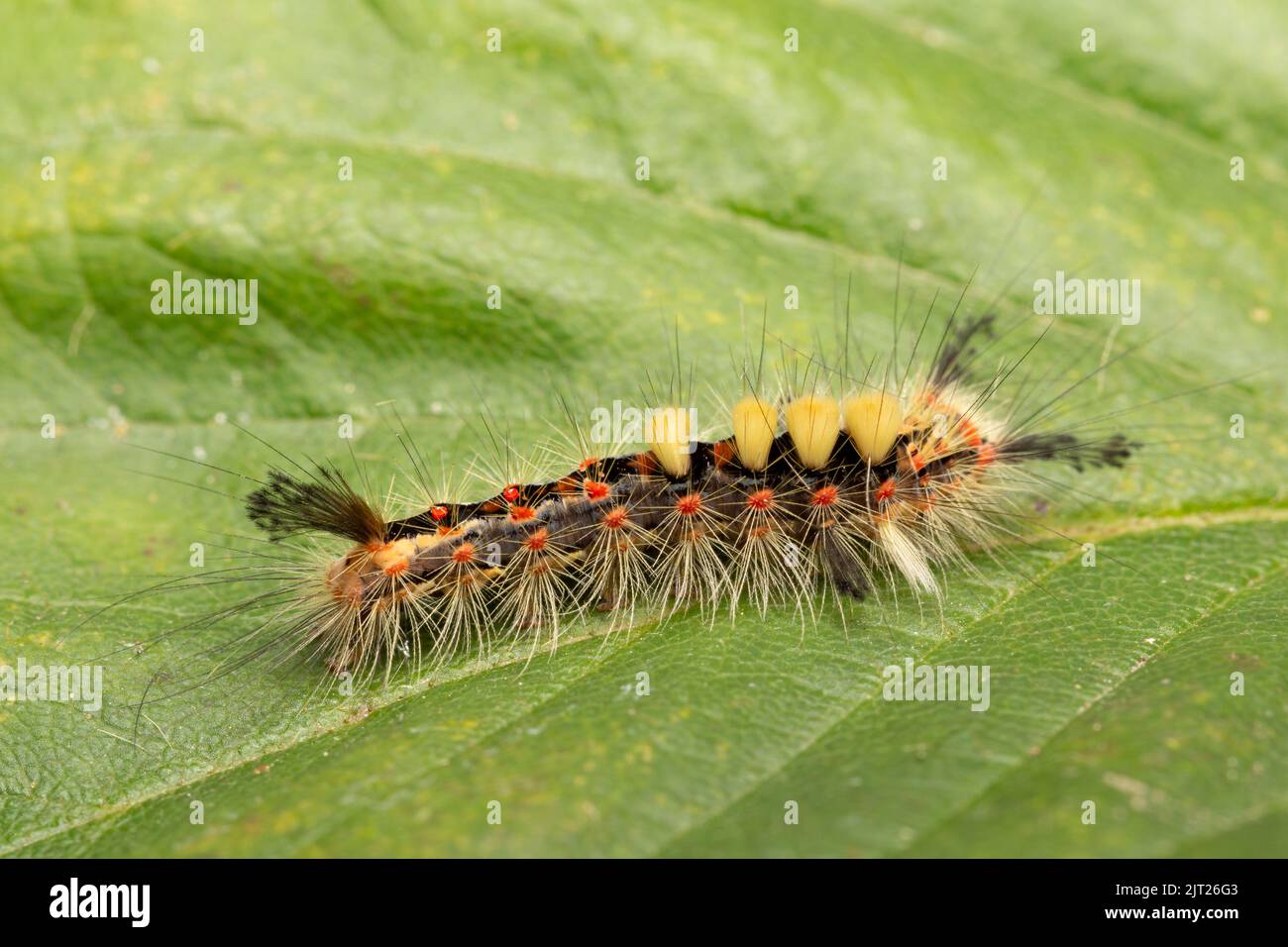 Vapourer Moth caterpillar / Orgyia antiqua Foto Stock