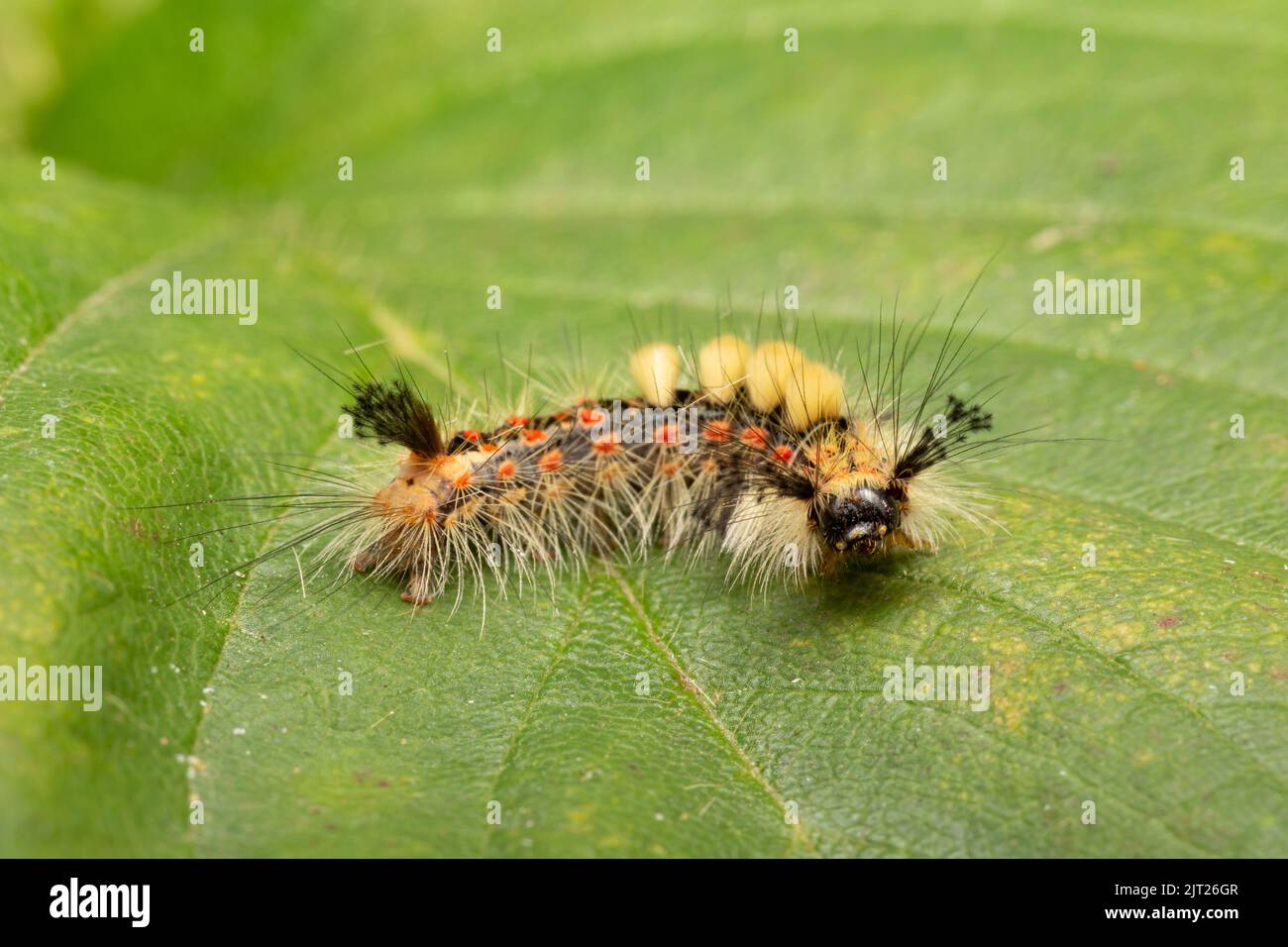 Vapourer Moth caterpillar / Orgyia antiqua Foto Stock