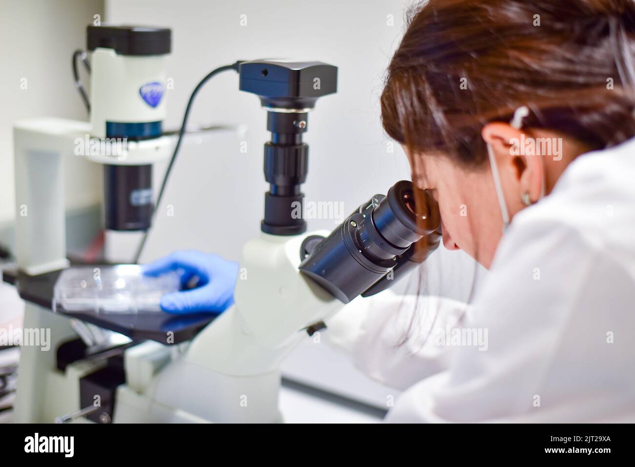 Bella donna esamina la coltura cellulare al microscopio Foto Stock