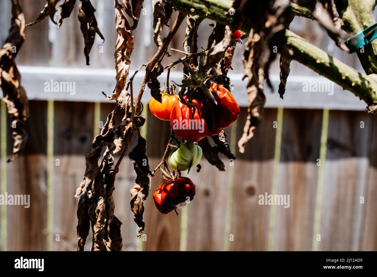 Pianta di pomodoro marciante con problema fungino in giardino Foto Stock