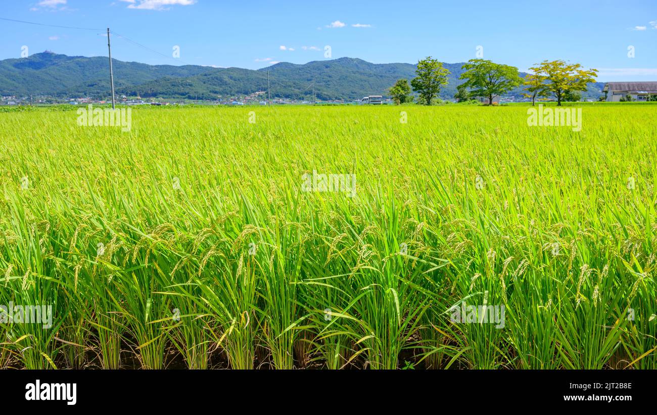 Coltivazione tradizionale coreana di riso. Paesaggio coreano di coltivazione del riso. Risaie coreane. Campo di riso e il cielo in Ganghwa-do, Incheon, Corea del Sud. Foto Stock