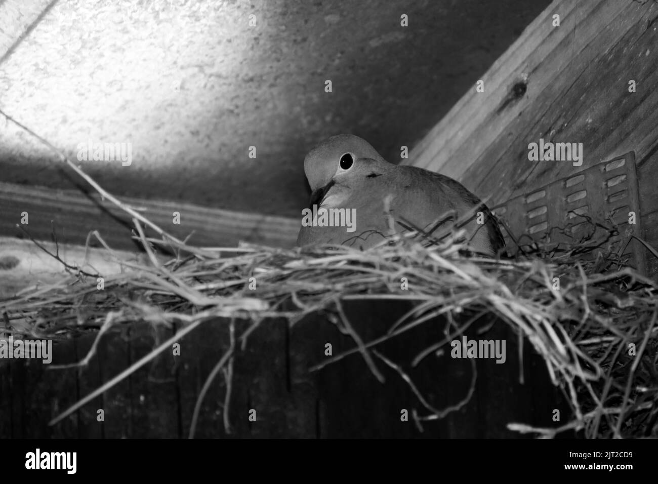 Primo piano di piccione madre nidificante in angolo sotto riparo nero e bianco Foto Stock