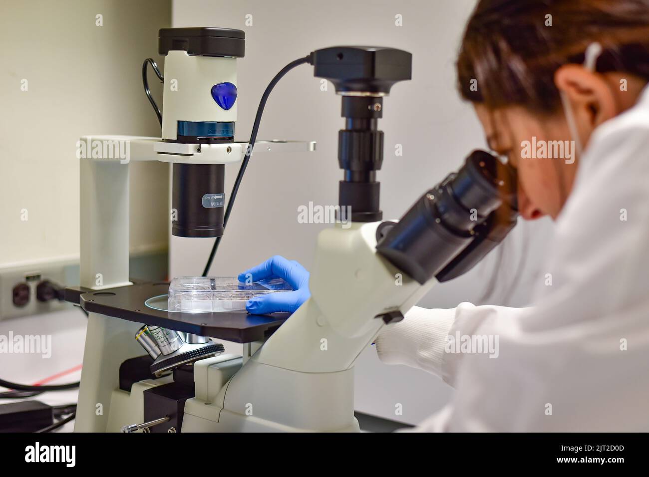 Bella donna esamina la coltura cellulare al microscopio Foto Stock