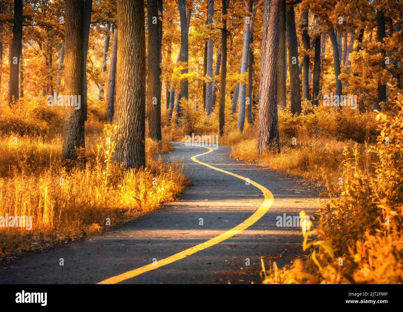Bella strada nella foresta arancione al tramonto in autunno. Orizzontale Foto Stock
