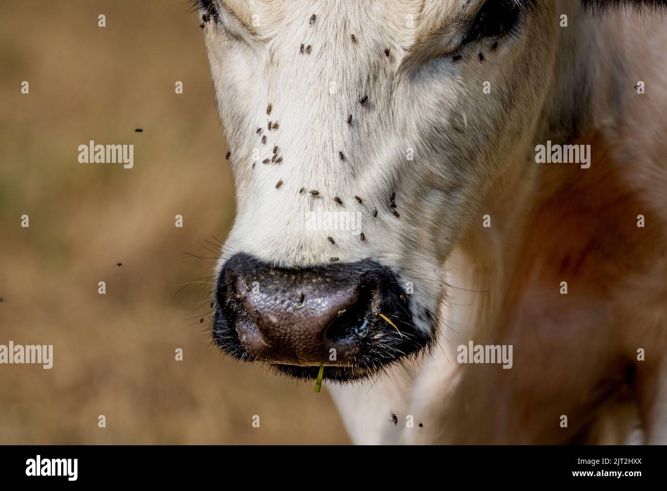Il raro White Park Cow Foto Stock