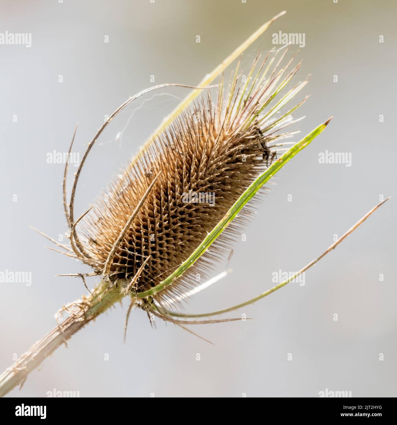Cavalletto selvatico (Dipsacus fullonum) Foto Stock