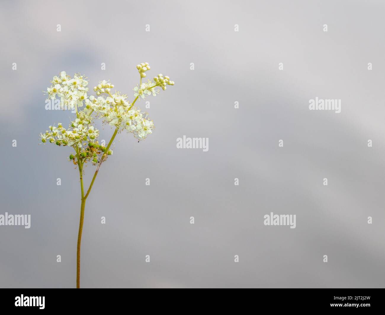 MeadowSweet (Filipendula ulmaria) Foto Stock