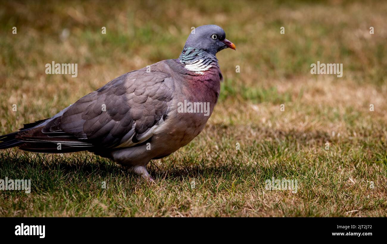 Woodpicceon comune (Columba Palumbus) Foto Stock