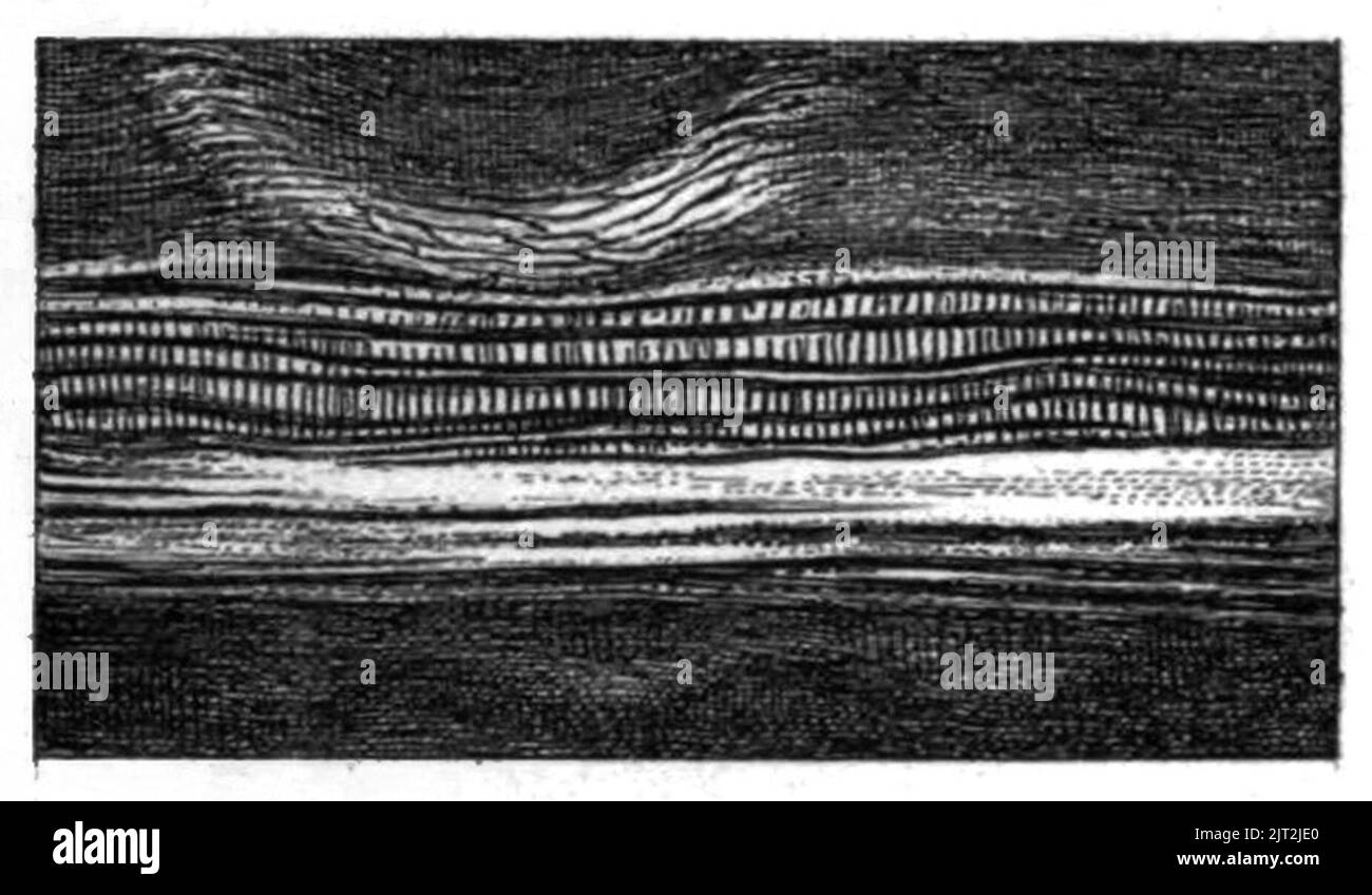 Trasm. Linn. Soc. Londra - Volume 20 - piastra 24 - Figura D. Foto Stock