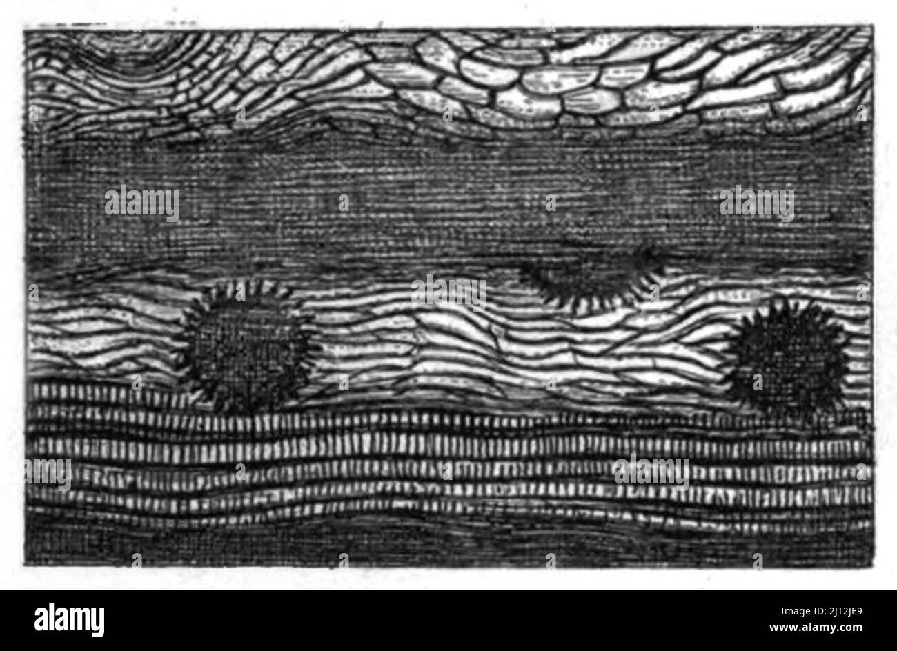 Trasm. Linn. Soc. Londra - Volume 20 - piastra 24 - Figura E. Foto Stock