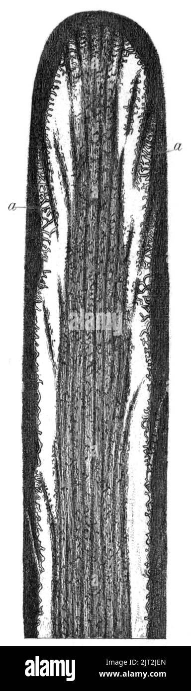 Trasm. Linn. Soc. Londra - Volume 20 - piastra 24 - Figura A. Foto Stock