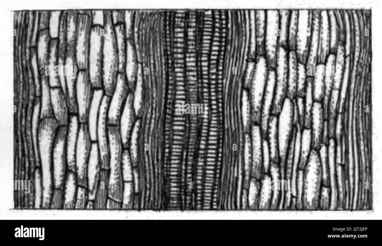 Trasm. Linn. Soc. Londra - Volume 20 - piastra 24 - Figura C. Foto Stock