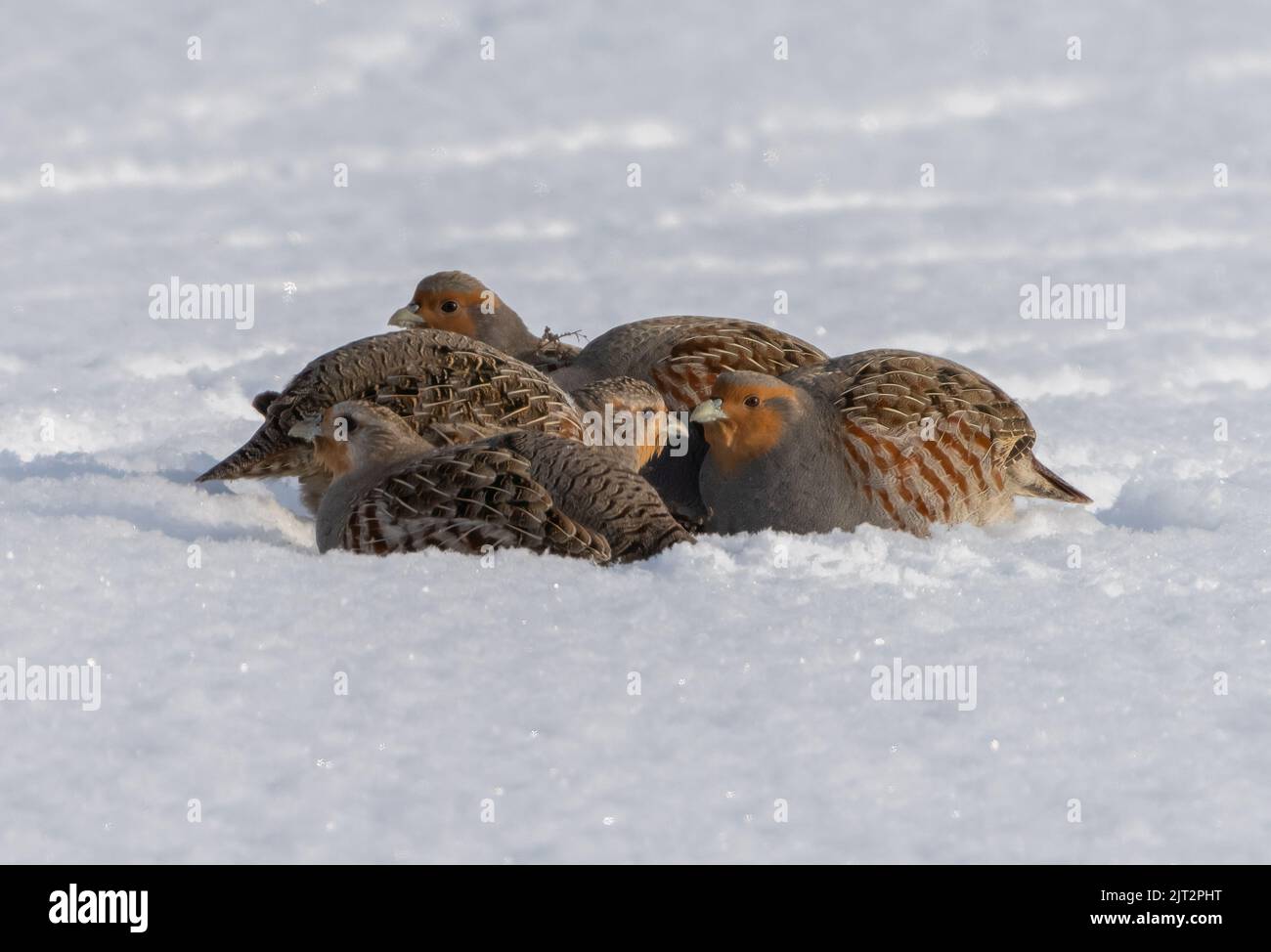 Un gregge di pernici grigi accoccolati insieme sono sepolti nella neve per mantenere caldo in una brina grave Foto Stock