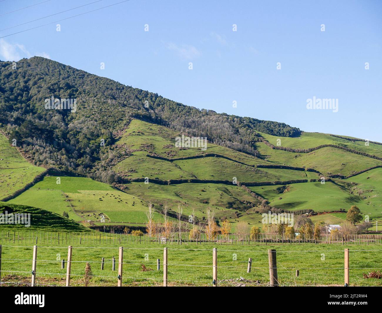 Waikato fertile verde collina prateria da strada sotto cielo blu Nuova Zelanda. Foto Stock