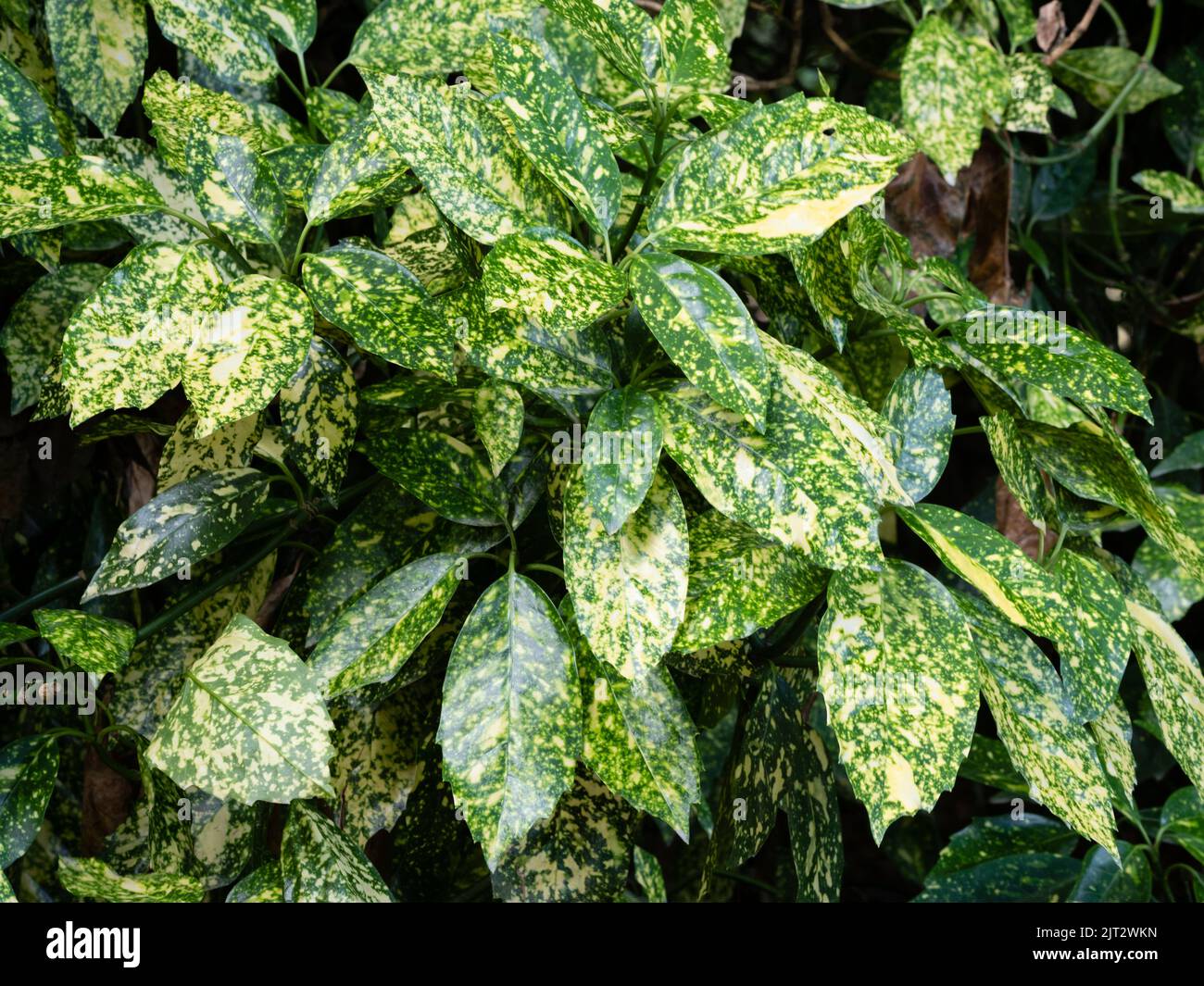 Fogliame macchiato pesantemente giallo dell'arbusto sempreverde, Aucuba japonica 'Marmorata' Foto Stock