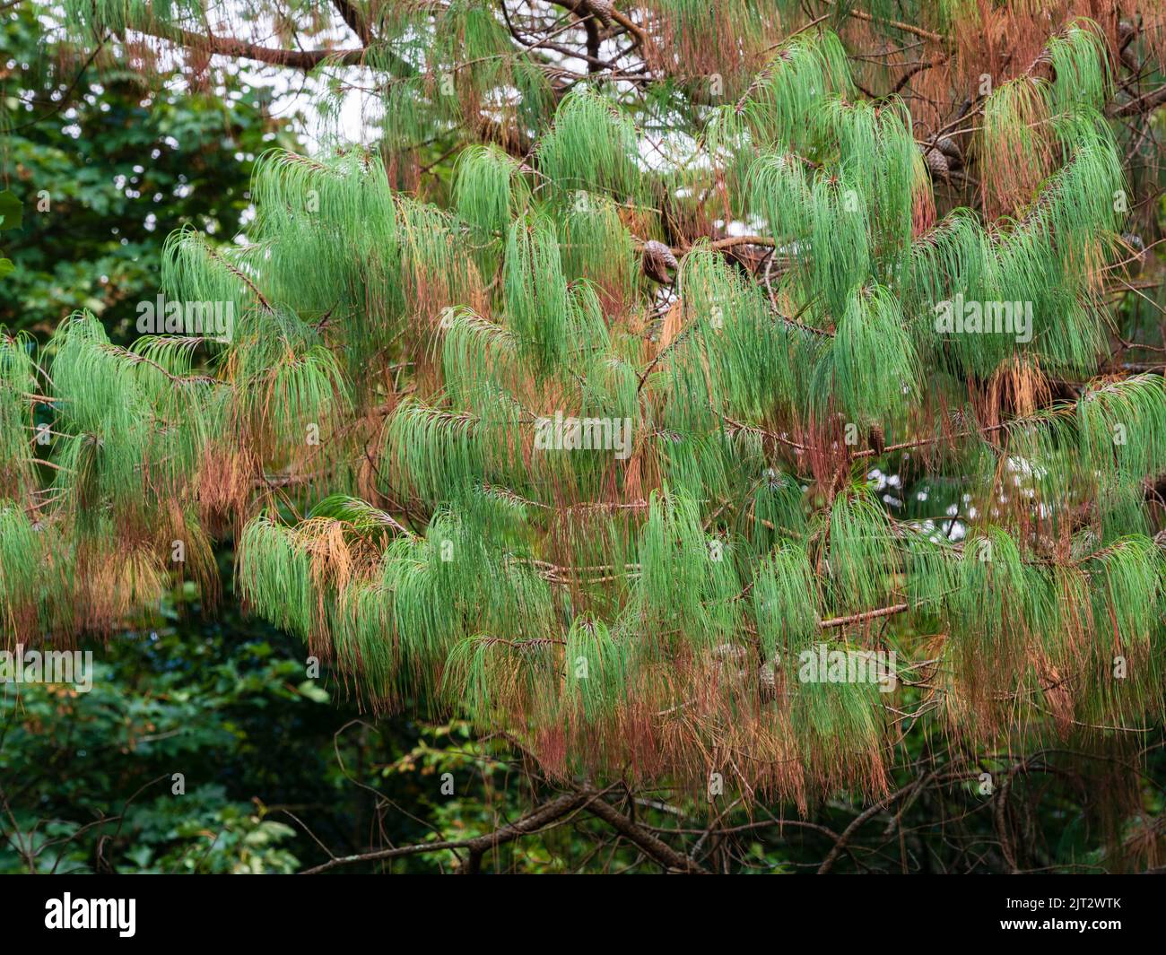 Annegando aghi verdi e marroni della conifera sempreverde, Pinus patula, che mostrano l'effetto della siccità del 2022 Foto Stock