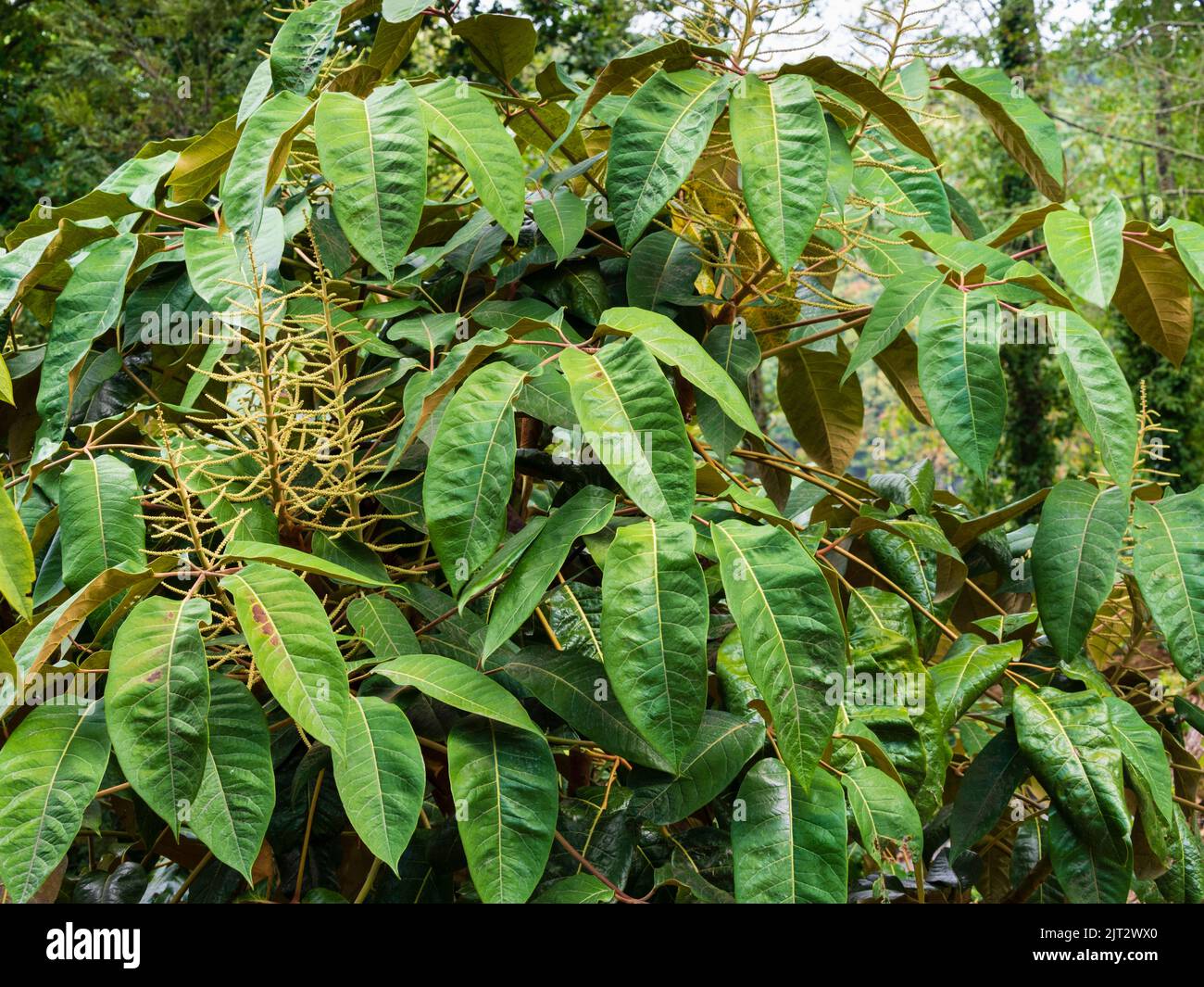 Foglie massicce con indumentum marrone e punte di fiori dell'esotico arbusto sempreverde, Schefflera macrophylla Foto Stock