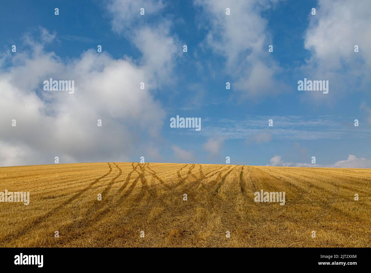 Linee di pneumatici del trattore su un campo appena raccolto Foto Stock