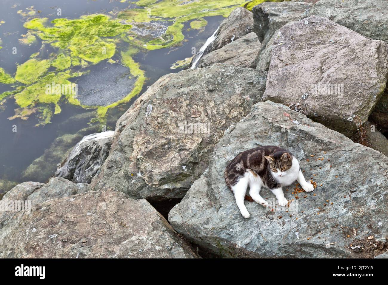Abbandonato gatto senza dimora 'Felis catus' (gatto casa), riposante lungo rocce di rinforzo, restante cibo gatto, barca da pesca, porto, coperto di nebbia. Foto Stock