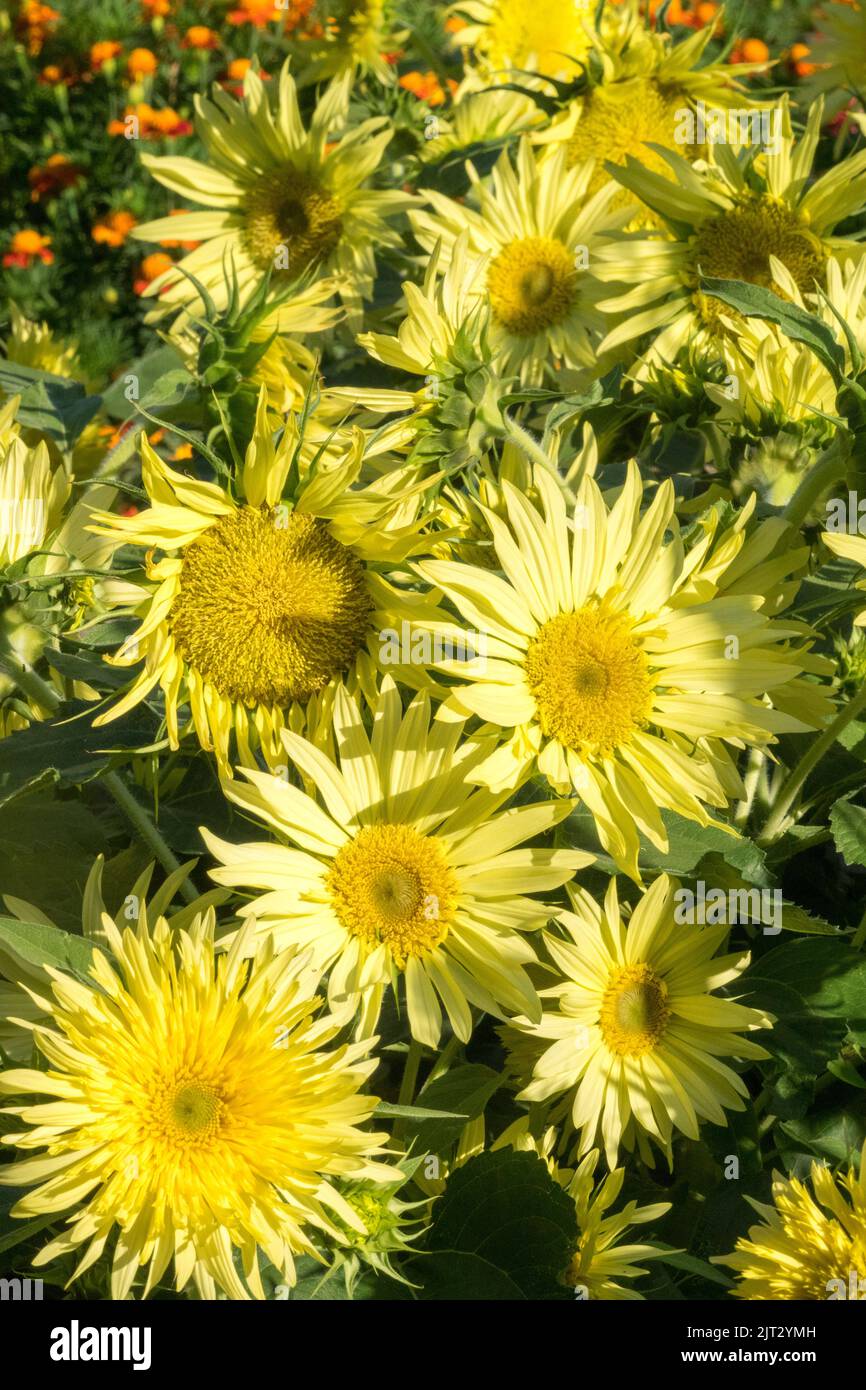 Bel colore limone Girasoli da giardino, Girasoli gialli pale, Fiori fioriti, Giardino Helianthus annus 'Limone Cutie' Foto Stock