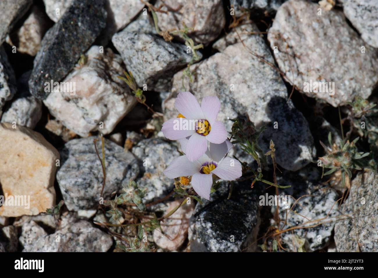 Fiore rosa ciclami infiorescenza cluster di Linanthus Dianthiflorus, Polemoniaceae, nativo annuale nel deserto della Coachella Valley, Springtime. Foto Stock