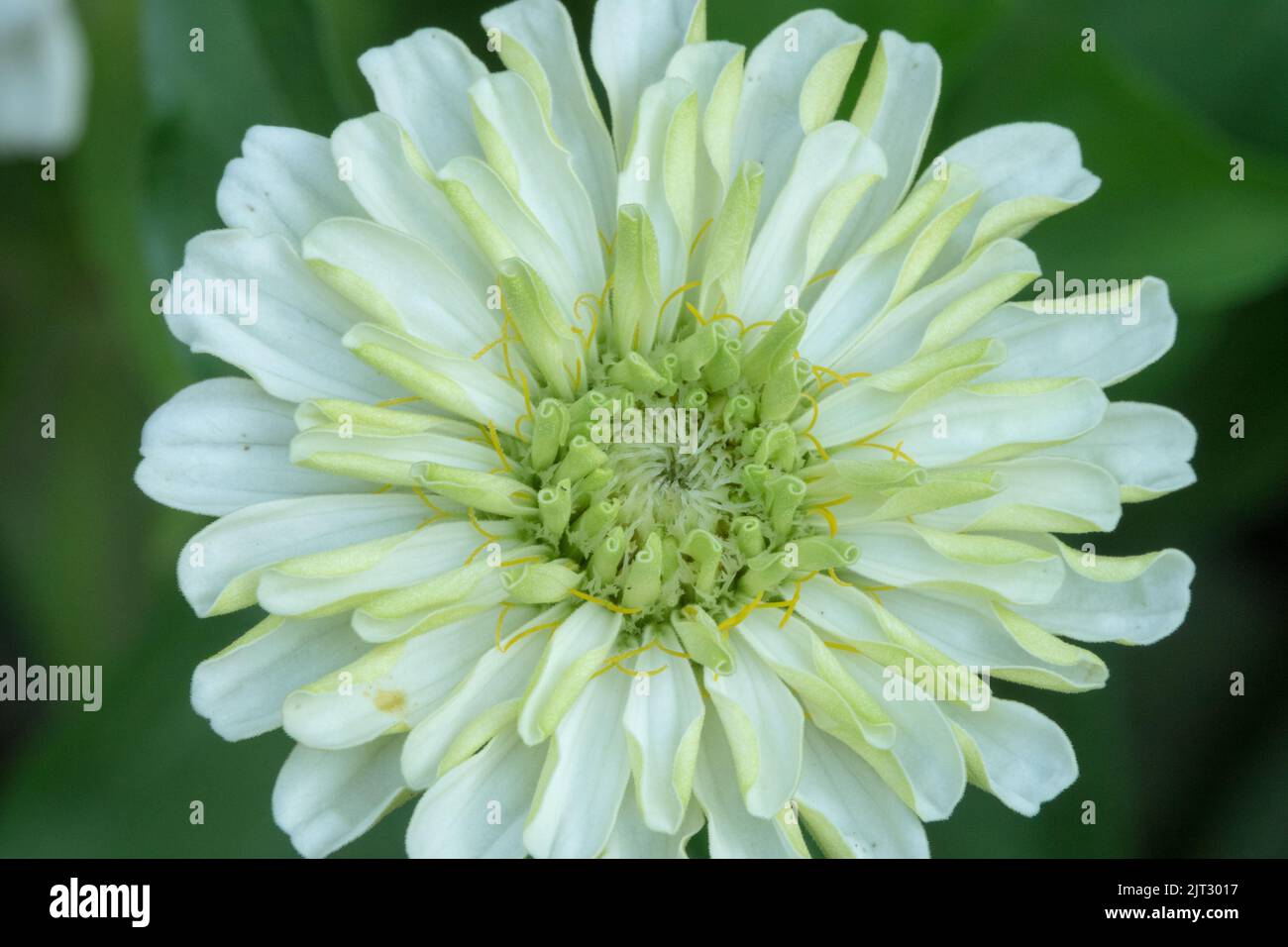Fiore bianco Zinnia elegans 'Nina' Centro bianco-verde della fioritura Zinnia Foto Stock