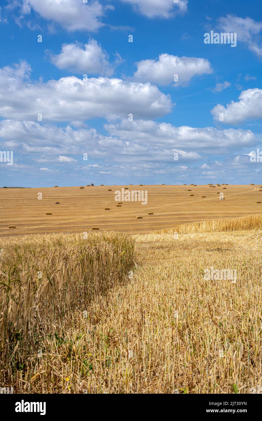 Vista su un campo di cereali con balle di paglia quadrate nel South Downs National Park, East Sussex, Englandj Foto Stock