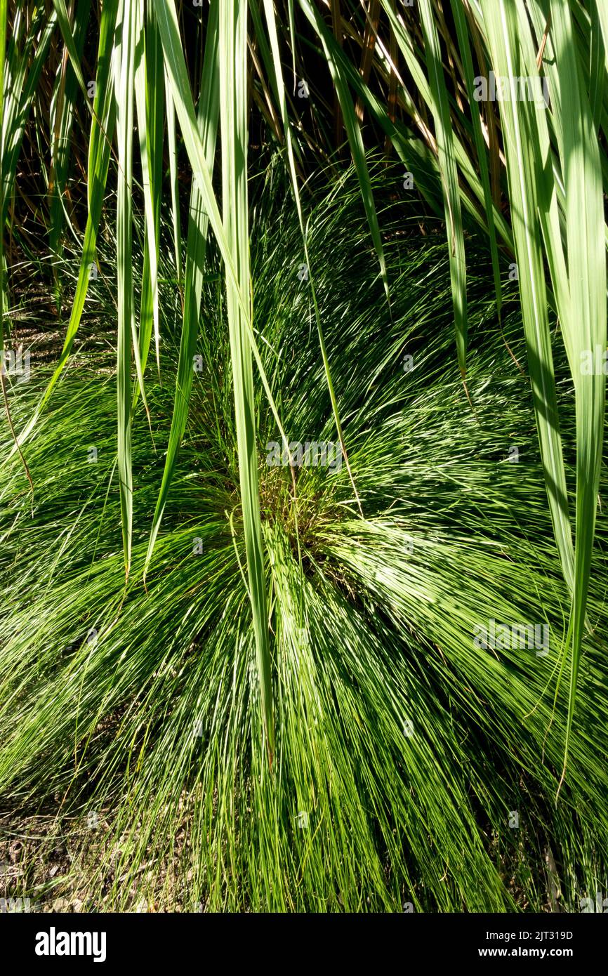 Prateria Dropseed, erba, Sporobolus eterolepis, perenne, erbe, Ornamentale, pianta Foto Stock