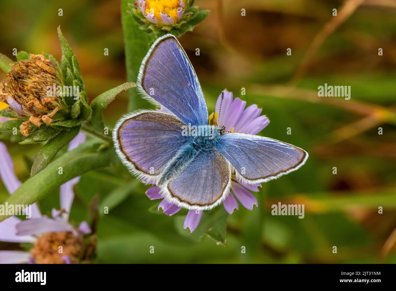 Farfalla blu su Evergreen Mountain, Cascade Range, Mt. Baker-Snoqualmie National Forest, Washington state, USA Foto Stock