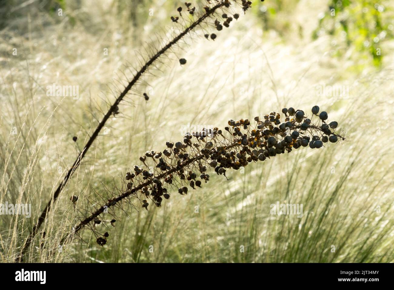 Desert Candle, testa di semi, foxtail Lily, semi, Eremurus, Pods teste di semi mature, Ponytail Grass sfondo Foto Stock