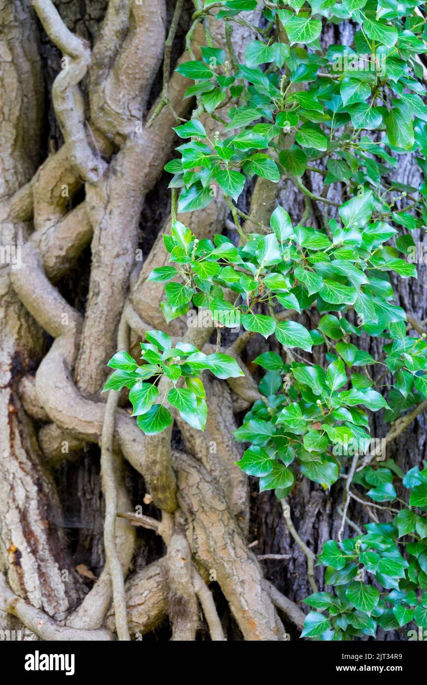 Radici e foglie dell'elica comune di edera, radici aeree Foto Stock
